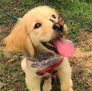 Meet your Posher, Joyce